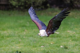 African fish eagle (Haliaeetus vocifer), Germany, Europe