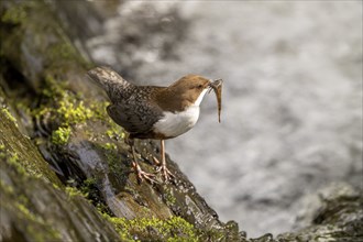 White-throated Dipper (Cinclus cinclus), at a torrent with prey in its beak, Rhineland-Palatinate,