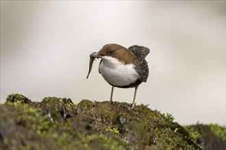 White-throated Dipper (Cinclus cinclus), at a torrent with prey in its beak, Rhineland-Palatinate,