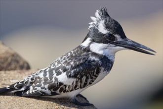 Pied kingfisher (Ceryle rudis), female, perched on the guardrail, overlooking the Olifants River,