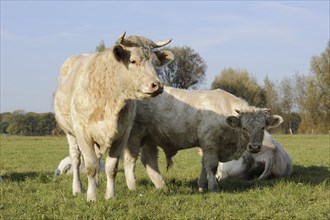 Charolais cattle (Bos primigenius taurus) on a pasture, North Rhine-Westphalia, Germany, Europe