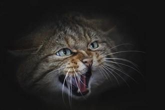 European wildcat (Felis silvestris silvestris) hissing, captive, North Rhine-Westphalia, Germany,