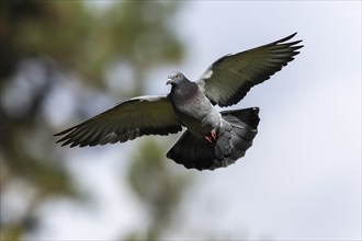 City dove (Columba livia forma domestica) in flight, wildlife, Germany, Europe