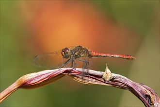 Common darter dragonfly (Sympetrum striolatum) adult male insect resting on a garden lily flower,