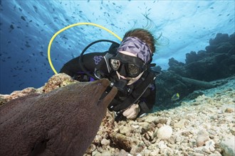 Diver and giant moray eel, Gymnothorax javanicus, North Male Atoll, Indian Ocean, Maldives, Asia