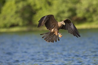 Schwarzmilan, Milvus migrans, Black Kite