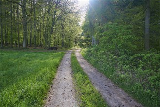 A sunlit forest path leading through a green clearing in a dense forest, Obernburg, Spessart,