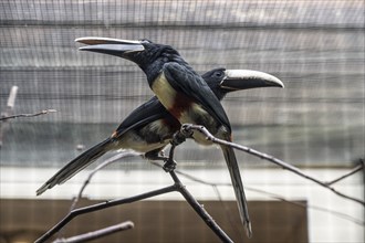 Black-necked aracari (Pteroglossus aracari), Walsrode Bird Park, Lower Saxony, Germany, Europe