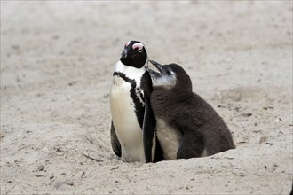 African penguin (Spheniscus demersus), adult with young, at the nest, begging for food, Boulders