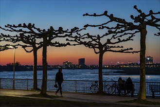 Rhine promenade, evening, sunset, bare trees in spring, Düsseldorf, North Rhine-Westphalia,