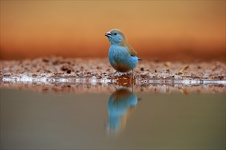 Blue waxbill (Uraeginthus angolensis), Angola butterfly finch, adult, at the water, Kruger National