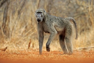 Bear baboon (Papio ursinus), Chakma baboon, adult, foraging, Kruger National Park, Kruger National