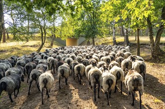 Herd of Heidschnucken, in the Höpener Heide, on the way back to the stable, running through a road