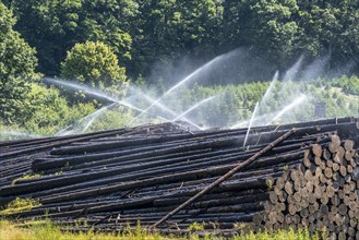 Wet wood storage of a sawmill, timber that is stored longer is sprinkled with water so that the