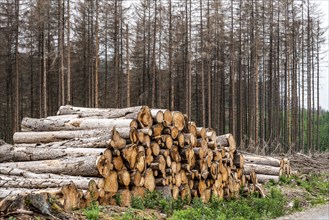 Forest dieback in the Arnsberg Forest nature park Park, over 70 per cent of the spruce trees are