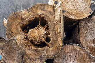 Forest dieback in the Arnsberg Forest nature park Park, over 70 per cent of the spruce trees are