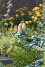 Noble fir (Abies procera 'Glauca'), Schalsee, Ratzeburg, 81