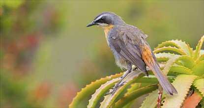 Cossypha caffra, family of flycatchers, Underberg surroundings, Underberg, KwaZulu-Natal, South