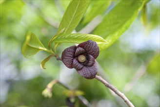 Paw-paw (Asimina triloba), Dresden Botanic Garden, Germany, Europe