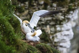 Northern Gannet, Morus bassanus, pair of birds on cliff