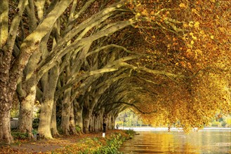 Platanen Allee, lakeside path on Lake Baldeney, near Haus Scheppen, in Essen, autumn, North