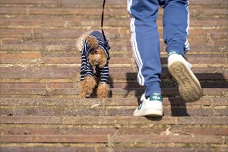 Small dog with striped dog coat, cold protection, walking with his master