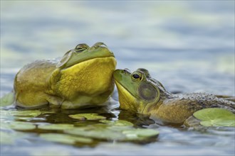 Bull frogs Lithobates catesbeianus. Male bull frogs fighting during the breeding season. La