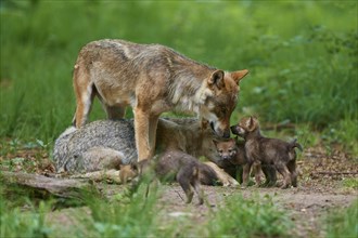 Gray wolf (Canis lupus), pack with pups in the forest, summer, Germany, Europe