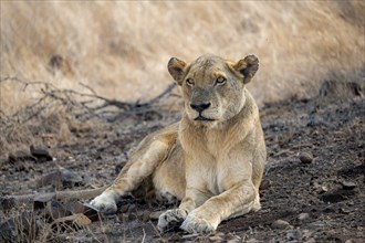 Lion (Panthera leo), adult female, lying down, African savannah, Kruger National Park, South