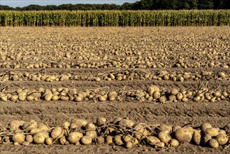 Potato harvest, Melodie variety, so-called split harvesting method, first the tubers are taken out