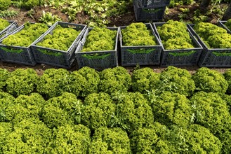 Harvesting Lollo Bianco lettuce, harvest workers cut off the lettuce heads, clean them and put them