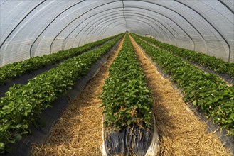 Open field strawberry cultivation in a foil greenhouse, young strawberry plants growing, near