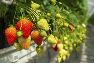 Strawberry cultivation in a greenhouse, young strawberry plants are growing, at different stages of