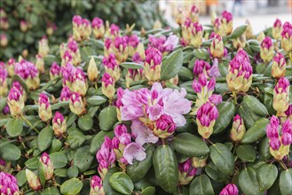 Williams Rhododendron (Rhododendron 'Vater Böhlje'), Gardens of the World, Germany, Europe