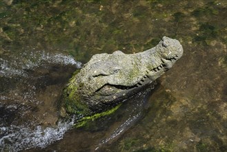 Sculpture of a crocodile in the Gerwerbekanal, Gerberau, historic city centre of Freiburg im