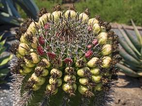 Cactus in botanic garden, Parque Quilapilun de Anglo American, Region Metropolitana, Chile, South