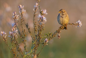 Corn Bunting, Miliaria calandra, Emberiza calandra, Bruant proyer, Triguero, Lesbos, Greece, Europe