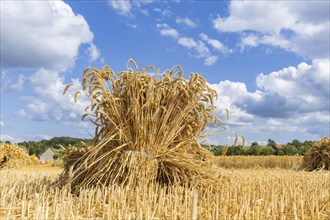 The Cunnersdorf village association presented historical harvesting techniques in agriculture,