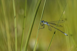 Blue-tailed damselfly (Ischnura elegans) on a stalk, IsojÃ¤rvi National Park, Finland, Europe