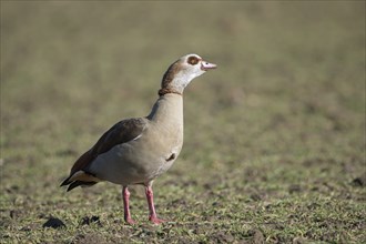 Egyptian goose (Alopochen aegyptiaca), adult bird, Wesel, Lower Rhine, North Rhine-Westphalia,