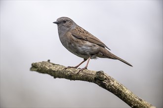 Dunnock (Prunella modularis), Emsland, Lower Saxony, Germany, Europe