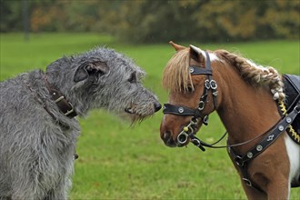 Wolfhound, Minishetty