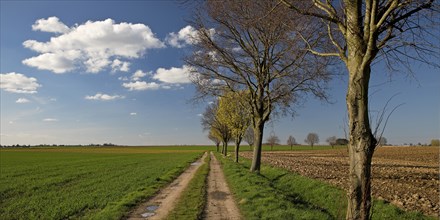 Path with trees in an argar landscape, Grottenherten, Bedburg, Rhine-Erft district, Lower Rhine,