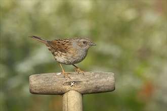 Dunnock or Hedge sparrow (Prunella modularis) adult bird on a garden fork handle, Suffolk, England,