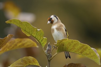 European goldfinch (Carduelis carduelis) adult bird amongst autumnal leaves of a garden Magnolia