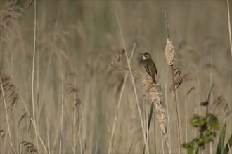 Sedge warbler (Acrocephalus schoenobaenus) adult bird on a reed stem in a reedbed in the summer,