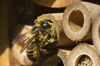 Leafcutter bee (Megachile willughbiella) adult insect filling a hole with a leaf in a garden bee