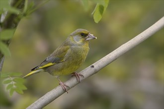 A greenfinch sits on a branch with green leaves