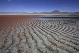 The salt lake Laguna Colorada on the Altiplano, Bolivia, South America