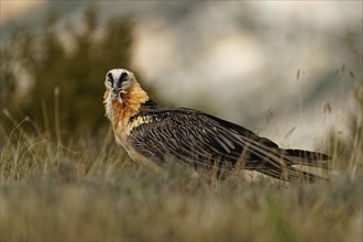 Old bearded vulture (Gypaetus barbatus), prey, fur remains, Catalonia, Pyrenees, Spain, Europe